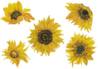 Yellow Sunflowers painted gouache + watercolor. Cut off of the original background. Realistic. Created to support Ukraine.