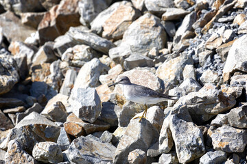 Gray-tailed tattler stand on gray stones, Kunashir island