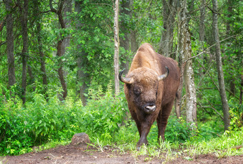 Bison (Bison bonasus) in the wild nature on summer day