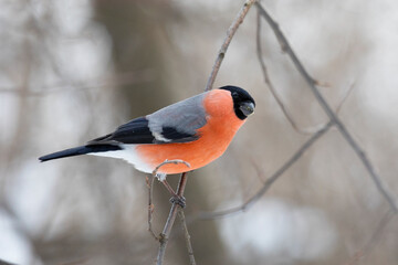 Male bullfinch sits on a branch in winter