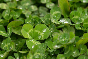 雨に濡れるクローバー