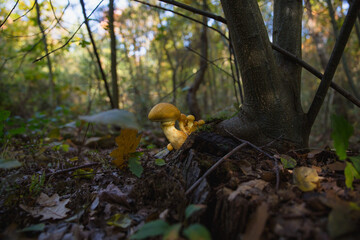 Close-up mushroom on a tree trunk in Autumn Forest in Netherlands. Oktober, nature, Europe.