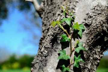 Twig with green leaves growing on tree trunk outdoors, closeup