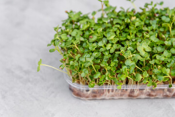 Seed germination at home. Windowsill garden. Eco farming. Micro green fresh sprouts. Healthy and fresh vegan food. Growing microgreens. Organic raw green food. Different types of micro green sprouts.