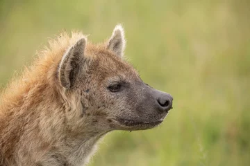 Papier Peint photo Hyène Closeup head shot of spotted hyena (Crocuta Crocuta) looking sideways with fly on its nose against a green background. African wildlife safari in Masai Mara, Kenya