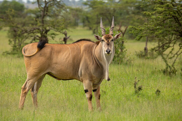 Naklejka na ściany i meble Eland bull, the biggest antelope in the African bush looking at camera while swaying tail. Wild animal seen on safari in Masai Mara, Kenya