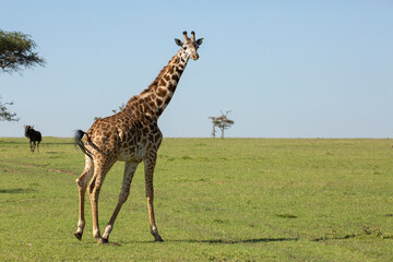 Naklejka na ściany i meble Giraffe standing sideways and looking on the Savanna. African wildlife safari in Masai Mara, Kenya