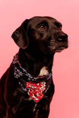 Black beautiful dog sitting on a chair isolated on pink background