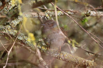 A well Camouflaged Dunnock perched in a Bush. County Durham, England, UK.  