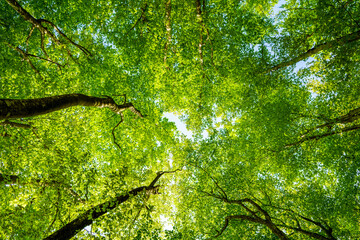 空気のキレイな田舎のブナ林で空を見上げて深呼吸したくなるような新緑の葉が伸びる空