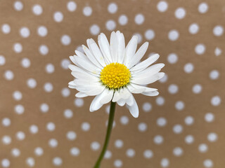 Gänseblümchen, Hintergrund, braun mit Punkten