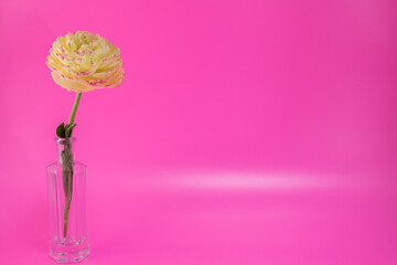 背景素材　可愛い一輪の花　ラキュランス