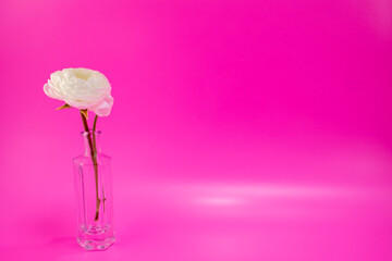 背景素材　可愛い一輪の花　ラキュランス