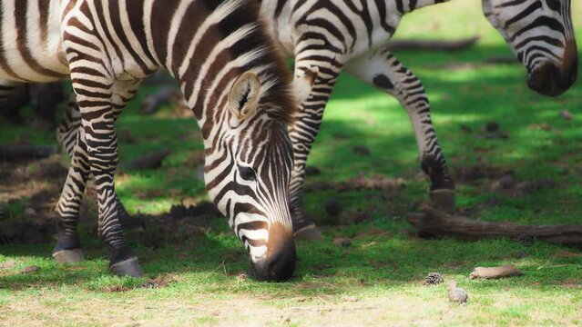 Herd of zebras grazing on the green meadow. Slow motion. 