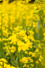 Honey bee in the canola field 