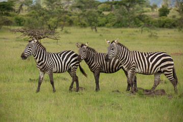 Fototapeta na wymiar Three zebras standing in the grass on the savanna African wildlife safari in Masai Mara, Kenya