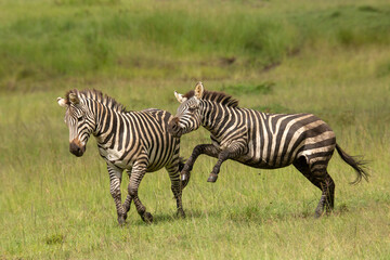 Fototapeta na wymiar Two zebra stallions in the bush during rutting season chasing each other. African wildlife safari in Masai Mara, Kenya