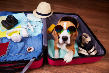 A beagle dog wearing sunglasses is lying in an open suitcase with things. Summer travel,...