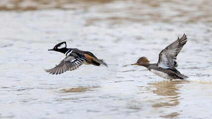 Pair of Hooded Mergansers  taking flight - Grand Bend, Ontario, Canada