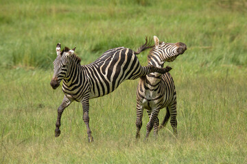 Fototapeta na wymiar Two zebra stallions in the bush during rutting season. One kicks the other one in the head. African wildlife safari in Masai Mara, Kenya