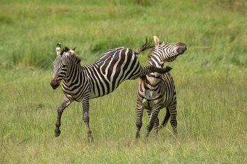 Fotobehang Two zebra stallions in the bush during rutting season. One kicks the other one in the head. African wildlife safari in Masai Mara, Kenya © Tom