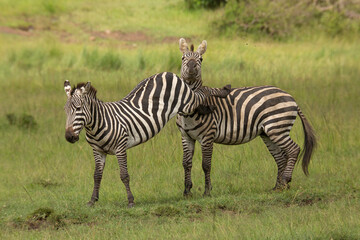 Fototapeta na wymiar Two zebra stallions in the bush during rutting season. One missed a kick on the other one on the head. African wildlife safari in Masai Mara, Kenya