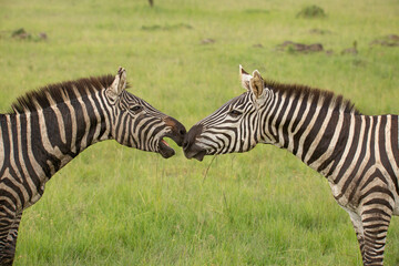 Fototapeta na wymiar Two zebra stallions looking close at each other. One has mouth open. African wildlife safari in Masai Mara, Kenya