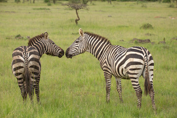 Fototapeta na wymiar Two zebra stallions standing in the bush and looking while they have their heads close together. African wildlife safari in Masai Mara, Kenya