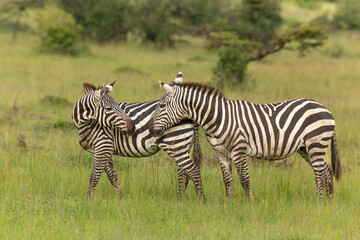 Fototapeta na wymiar Two zebras standing next to each other on the grass in the bush. One zebra has head turned back to other. African wildlife safari in Masai Mara, Kenya