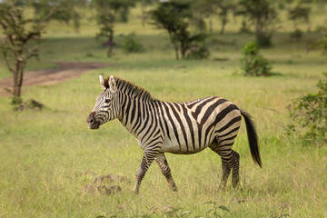 Fototapeta na wymiar Zebra walking in the bush on grass. African wildlife safari in Masai Mara, Kenya