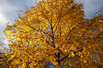 Bright, yellow leaves on a tree. Gold autumn. The sun illuminates the tree with leaves. Autumn landscape.