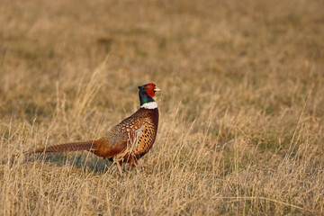 Jagdfasan im Nationalpark Neusiedlersee