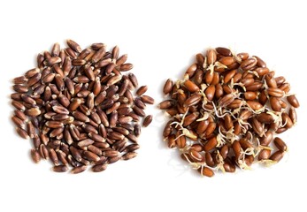 Dry and sprouted red wheat grains, white background. Healthy eating concept