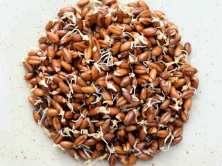 Sprouted red wheat grains close up. Healthy eating concept