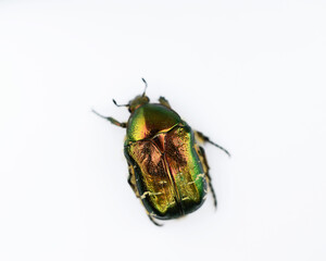 Cetonia aurata beetle, white background