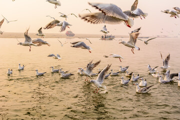 Migratory seagulls on the holy Ganges river in Varanasi, India