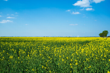 Field with flowering mustard plant. Beautiful rural landscape. Yellow flowers of sinapis used as green manure in agriculture against the sky.