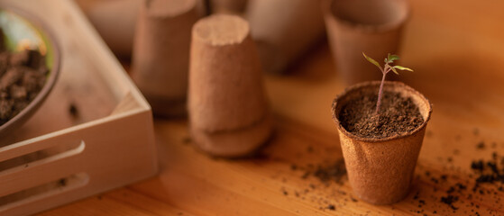 Young fresh seedling growing in biodegradable pot.
