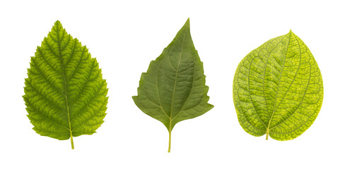 Fresh leaves isolated on white background with clipping path.
