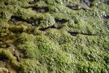 Closeup view of green moss in river water on sunny day