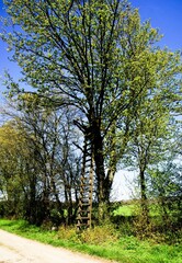 Hochsitz am Baum