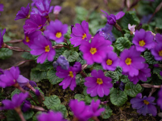 young primula flowers in the spring