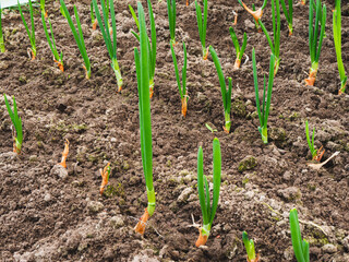 young chives grow (healthy food)