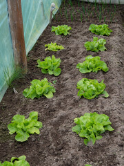 young lettuce is growing healthy food