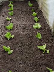 young lettuce is growing healthy food
