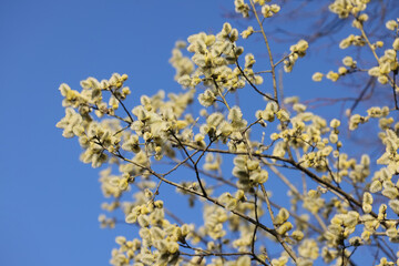 spring trees in blossom on blue sky clear background