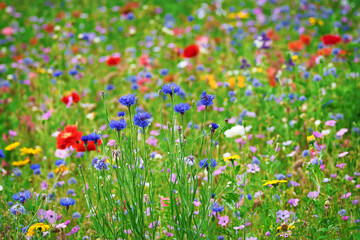 Beautiful bluebottles in a flower field with red poppies and other field flowers. - obrazy, fototapety, plakaty