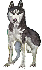 Art with a standing on the snow black+white Husky Dog with light blue eye. Brush pens on watercolor paper. Blurred background with forest motive and a blue sky with yellow dusk. Made in 2020, Dec.