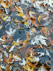 autumn leaves on water