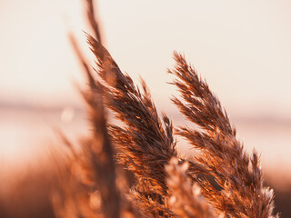 Fluffy golden reeds on sunset sky background against sunlight. Trendy natural pampas grass botanical background for poster website wallpaper design. Dry gold reed on the lake. Autumn nature sunny day.